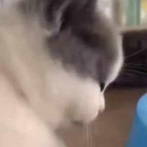 Meet your Posher, Daphnee